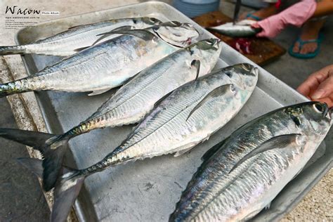 鐵甲魚價格|穿著厚厚鐵甲的冬季私房料理